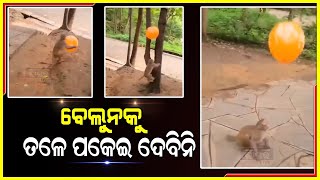 ମାଙ୍କଡ଼ ବେଲୁନ ସହ ଖେଲୁଛି  ମଜାଦାର ଖେଳ ,ଦେଖନ୍ତୁ ଭିଡ଼ିଓ