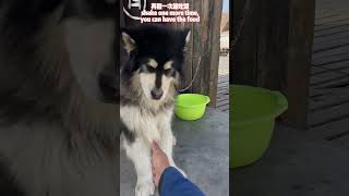 Alaskan Malamute shaking hand for food 阿拉斯加犬握手给吃的#alaskanmalamute #dog #cuteanimals #阿拉斯加犬 #shorts