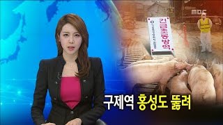 [대전MBC뉴스] 구제역 홍성도 뚫려