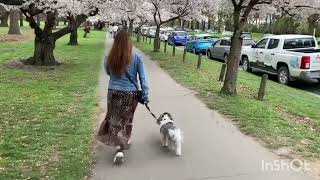 Cherry Blossom 2024/Hagley Park, ChCh NZ