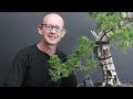 developing tanuki bonsai with common juniper material