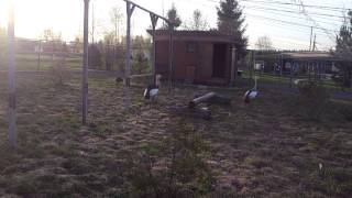 Gray crowned cranes