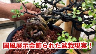 【後半国風展展示使用された長寿梅盆栽植え替え】盆栽を見て古さがわかる幹肌を教えます。盆栽を購入に役に立つ・やじま園@tane.bonsai