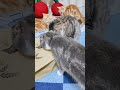 画期的なシャカシャカ袋に手を出した飼い主の末路がコチラ🤣🤣🤣 猫