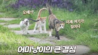 매일 밥 챙겨줬더니 새끼고양이 4마리 데리고 온 어미냥이 | 카라와 꼬맹이들 몰아보기