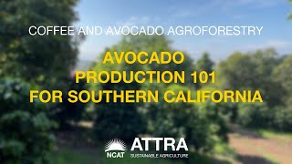 Avocado Production 101 for Southern California