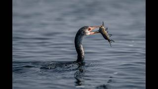 Reed cormorant catches fish from tree stump