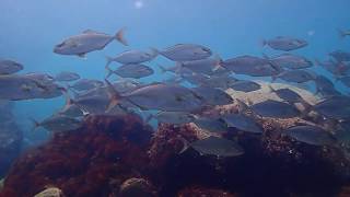 初島カンパチ群れ、水中映像。