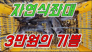 [갑프로] 대일수산좌대 우럭 사이즈가 너무 좋다 짜릿한 손맛 느껴 보세요.