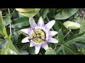 passiflora caerulea grow u0026 care bluecrown passionflower