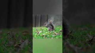 6 squirrel rodent facts #shorts #feedshorts #rodents #squirrel  #netflix #natgeo #butterfly #4k