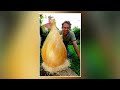 top 10 biggest fruits u0026 vegetables in the world सबसे बड़े फल और सब्जियां