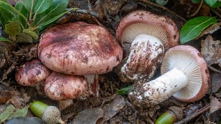 L'agarico vinato, Hygrophorus russula