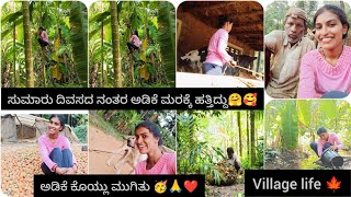 ಸುಮಾರು ದಿವಸದ ನಂತರ ಅಡಿಕೆ ಮರಕ್ಕೆ ಹತ್ತಿದ್ದು🤗 🥰ಮೂರನೇ ಅಡಿಕೆ ಕೊಯ್ಲು ಆಯ್ತು🥳ಮಂಗುನ ಅವಸ್ಥೆ ಆಗ್ಲಿಕ್ಕಿಲ್ಲ😮‍💨