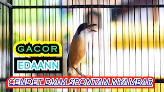 GACOR EDAN CENDET DIAM SPONTAN NYAMBAR, MASTERAN CENDET FULL ISIAN JERNIH