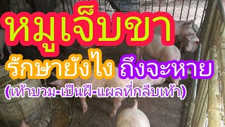 หมูขาเจ็บรักษายังไงถึงจะหาย(เท้าบวม-เป็นฝี-แผลที่กลีบเท้า)