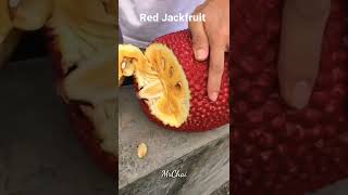 RED JACKFRUIT CUTTING