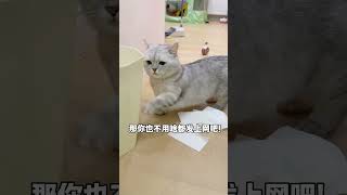 做网红猫就是这样的啦 #粤语猫 #张嘟嘟 #银渐层 #我和我的猫 #邪恶银渐层