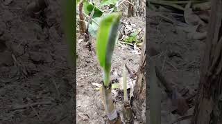 🔥 nature sounds shorts 💥 banana tree🔥 green nature #nature #shorts #ytshorts #banana #tree #viral