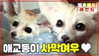 [#TV동물농장레전드] 개냥이를 넘어선 개여우가 있다?! 애교둥이 사막여우 둥이🦊 둥이의 사연은?💧 #TV동물농장 #AnimalFarm #SBSstory /EP.490