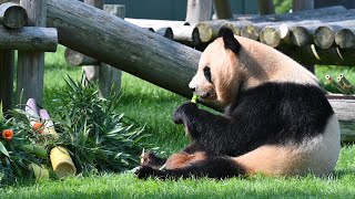 パンダの「良浜」に母の日のプレゼント　和歌山県白浜町