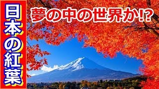 【海外の反応】日本の紅葉が圧倒的な美しさだと海外ネットで話題に「日本はまるで夢の中の世界みたいだ」