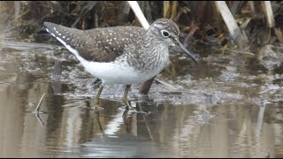 Solitary Sandpiper, 5/4/2019 (HD)