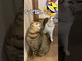 勝手にお尻を嗅ぎフレーメンする猫🐱 cat flehmen response shorts