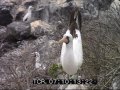 nesting nazca booby galapagos islands