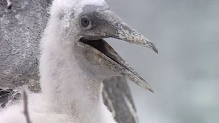 Nesting Nazca Booby - Galapagos Islands