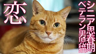 シニア思春期男児猫、MajiでKoiする35秒前 The Senior-boy-cat 'MK35'