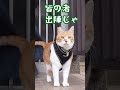 散歩直前のアクシデントに賢く対応する武将猫 元野良猫チャチャ ねこ 猫侍 cat 猫 ねこさんぽ 猫武将