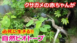 自由で自然なクサガメの飼い方！ ビオトープで一緒に暮らすクサガメの赤ちゃんとオトナたち！　メダカとクサガメが自由に暮らすビオトープ 57