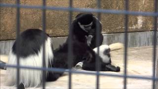 2014年6月14日 野毛山動物園 アビシニアコロブス