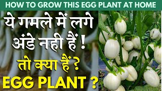 ये गमले में लगे अंडे नही तो क्या हैं ? || Egg Plant Reality How to grow ? || सफ़ेद बेंगन कैसे उगाएं ?