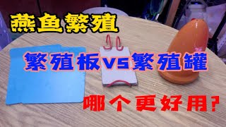 燕鱼繁殖繁殖罐和繁殖板哪个更好一些呢？使用时候各有什么优缺点燕