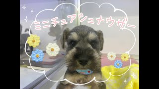 ペット新着情報【京都店】最高にかわいい犬種！！ミニチュアシュナウザーちゃん♪【ひごペットフレンドリー】