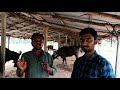 പൊള്ളാച്ചിയിലെ എരുമ പോത്തു ഫാം buffalo bull farm in pollachi pinchampatti agri tech farming