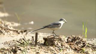 ♪鳥くんの野鳥動画（沖縄県石垣島）タイワンハクセキレイＪ White Wagtail(Motacilla alba ocularis )