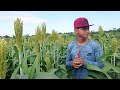 así va abando el cultivo el maicillo o sorgo leonel les ase una demostración como se corta