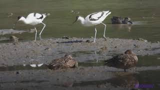 bird.230503101p09wl-recurvirostra avosetta 反嘴鷸 (pied avocet)-A002C01