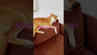 眠り柴犬　柴犬　えいと　#shorts  #柴犬　#眠り猫　　#日光東照宮