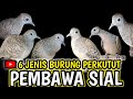 6 Jenis PERKUTUT PEMBAWA SIAL, Lepas Ke Alam Liar Saja.‼️