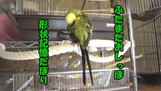 【ジャンボセキセイインコ】ぼりおんのふたまたおしっぽ