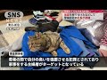 故意に毛をつけたとして猫が逮捕