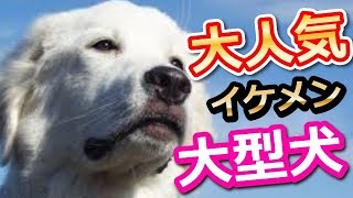 【可愛い】大人気のイケメン大型犬の性格や飼育の仕方6選【ランキングワールド】