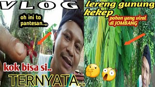 kok bisa si... pantesan pohon yang viral di JOMBANG TERNYATA..@kidangkenconoyoutuber