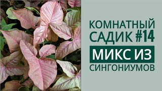 Комнатный садик #14. Микс из СИНГОНИУМОВ