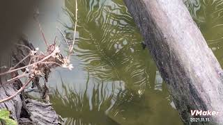 Karimeen breeding our natural pond