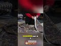 Custom Cut: Crafting a Qaspeq